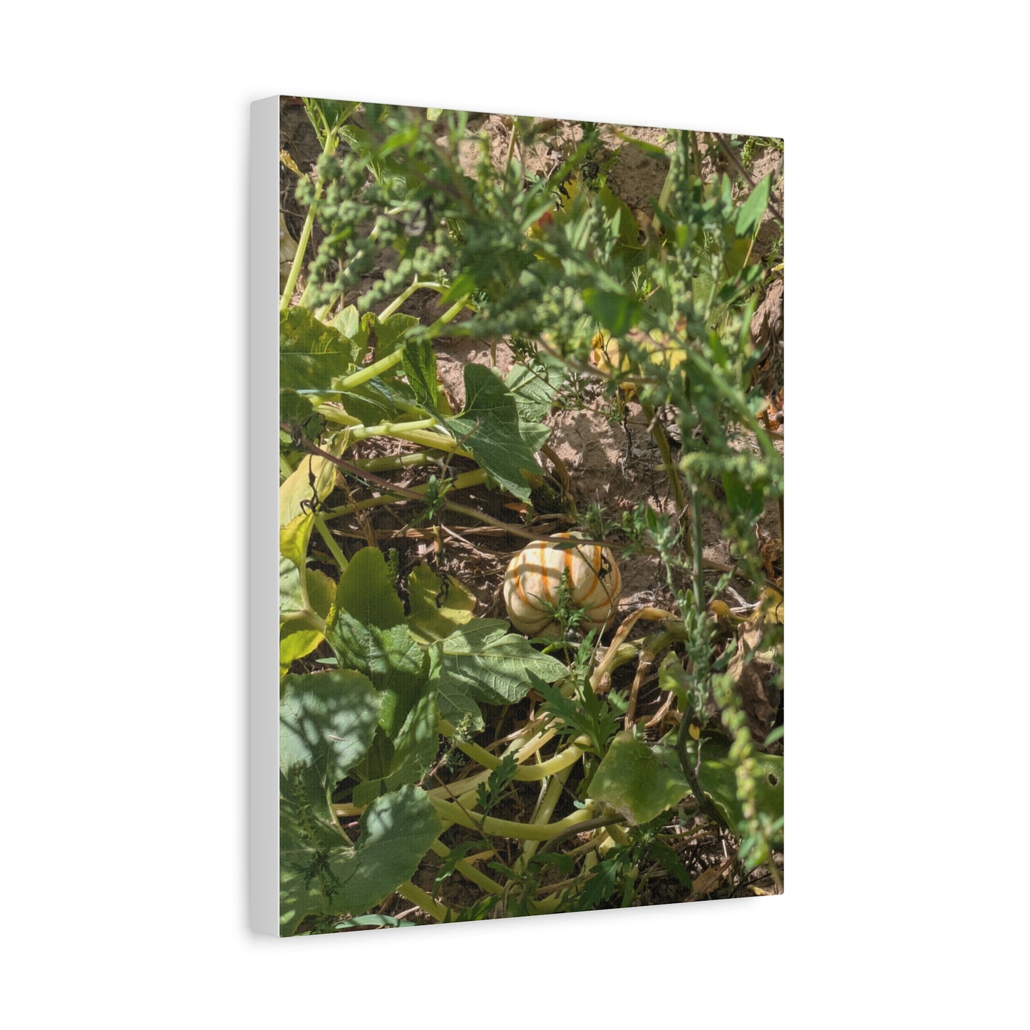 Harvest Pumpkin Canvas Art Wall Decor