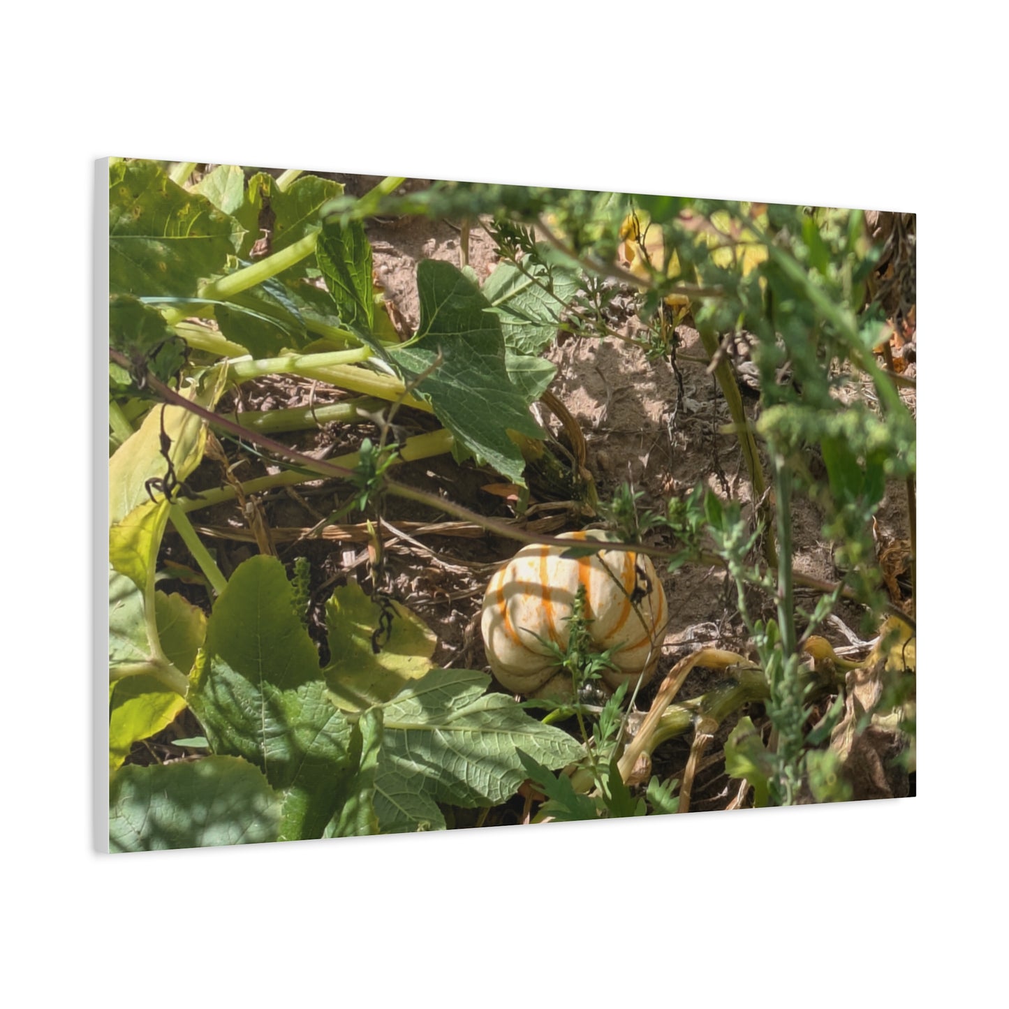 Harvest Pumpkin Canvas Art Wall Decor