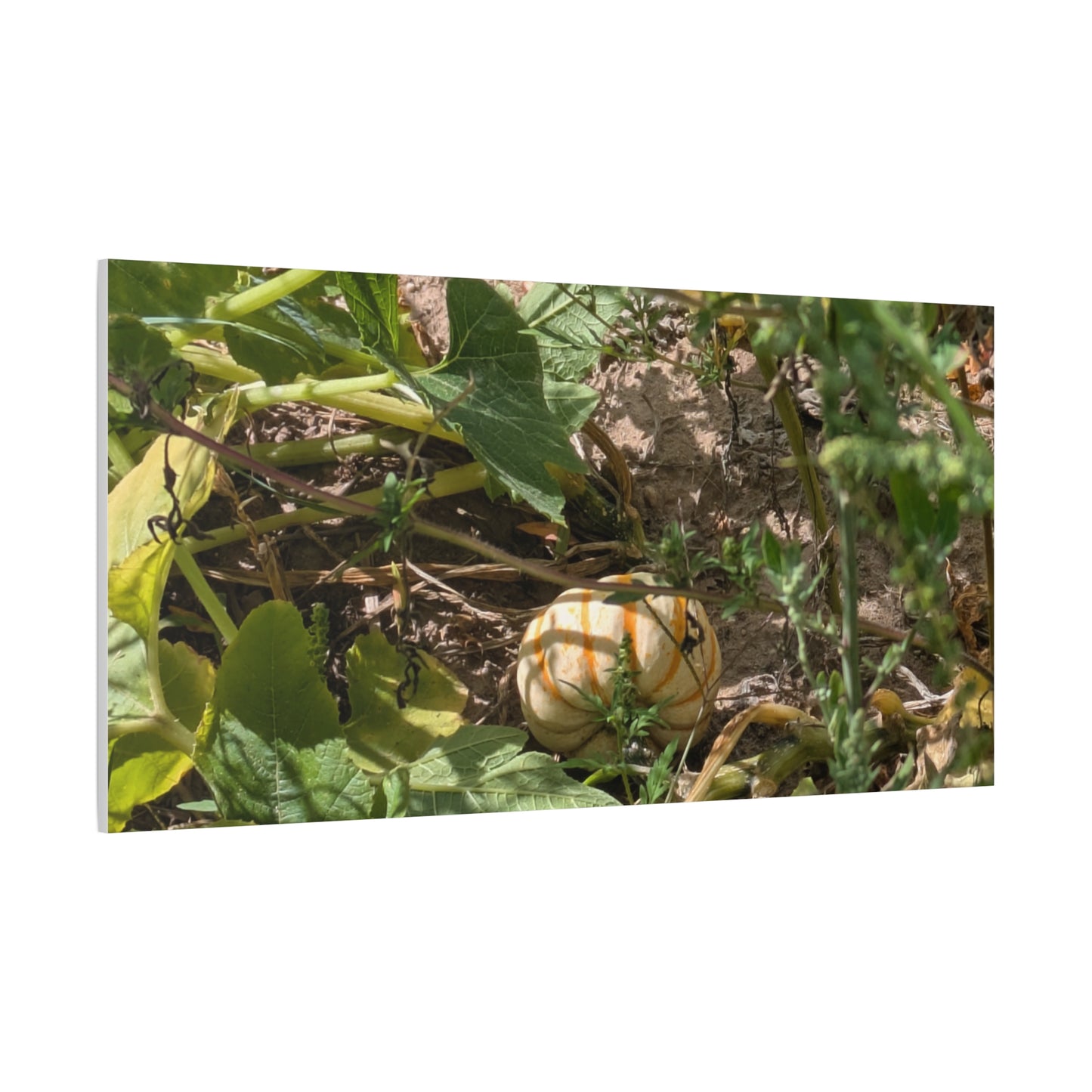 Harvest Pumpkin Canvas Art Wall Decor