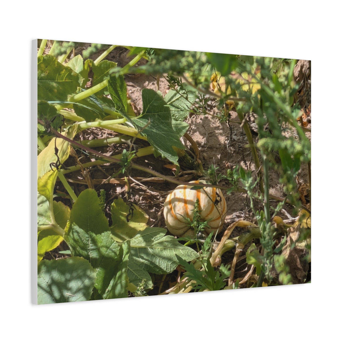 Harvest Pumpkin Canvas Art Wall Decor