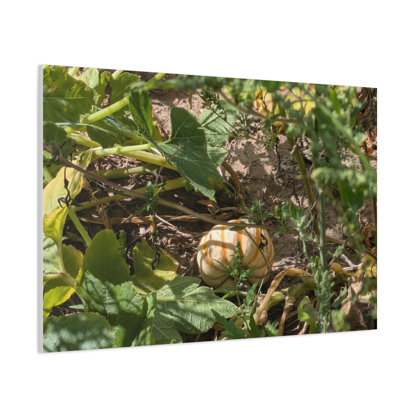 Harvest Pumpkin Canvas Art Wall Decor