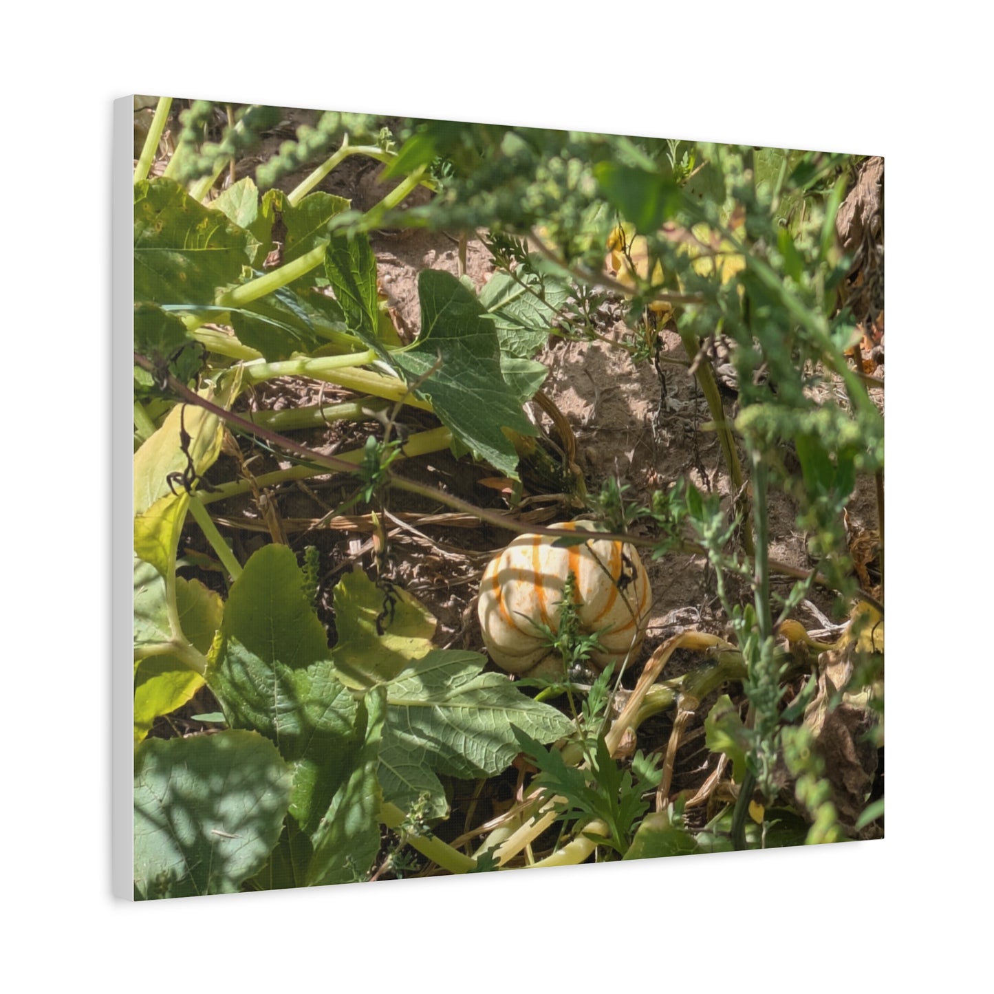 Harvest Pumpkin Canvas Art Wall Decor