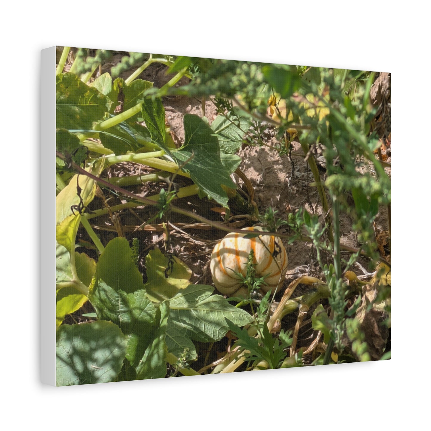 Harvest Pumpkin Canvas Art Wall Decor