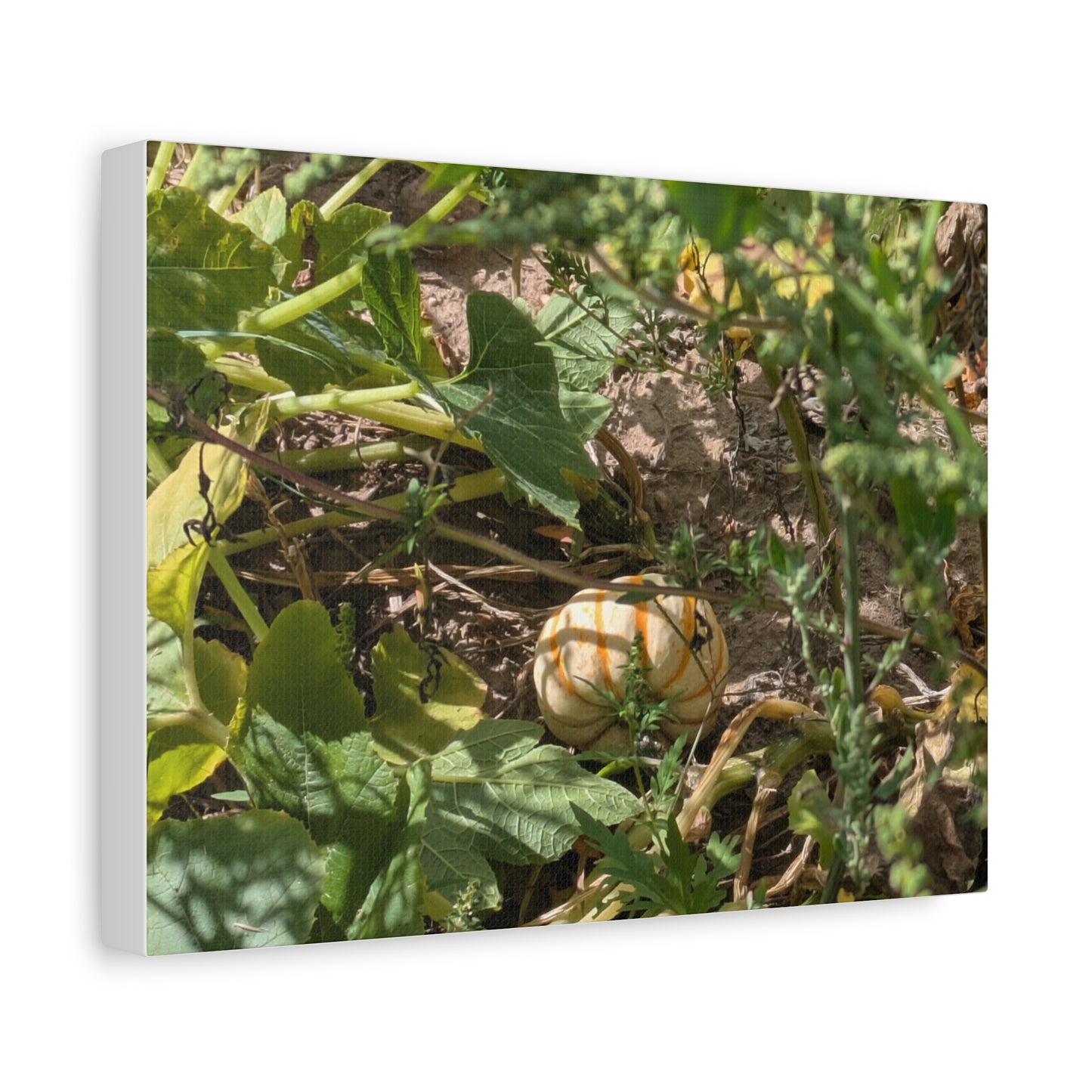 Harvest Pumpkin Canvas Art Wall Decor