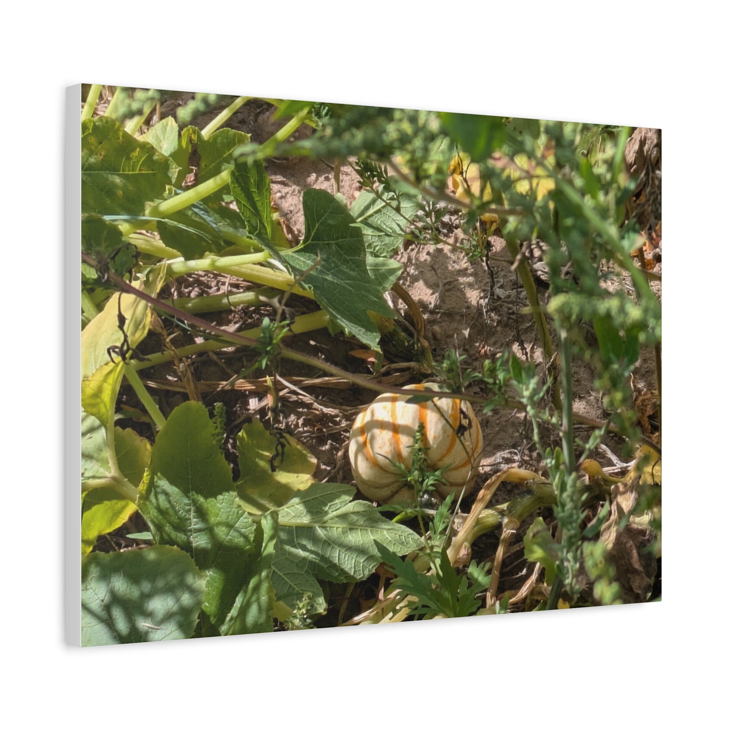 Harvest Pumpkin Canvas Art Wall Decor