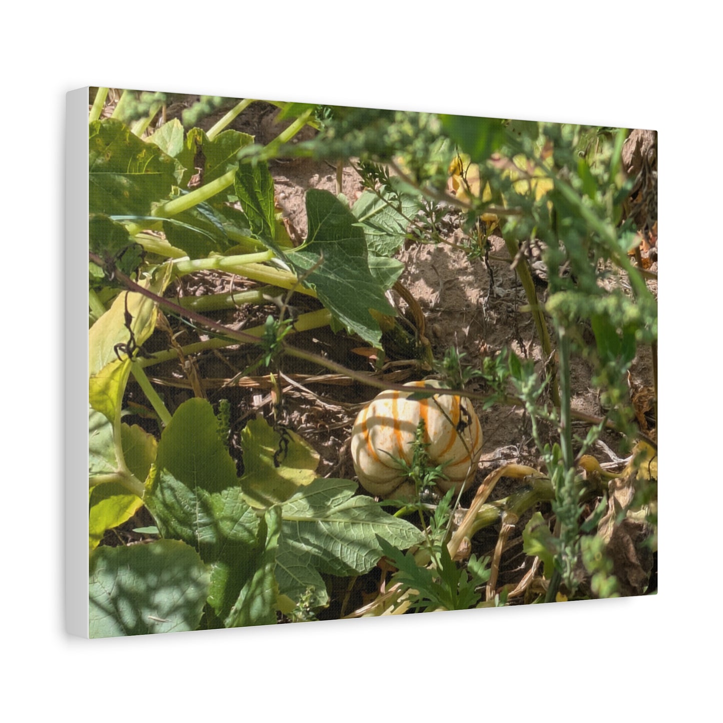 Harvest Pumpkin Canvas Art Wall Decor