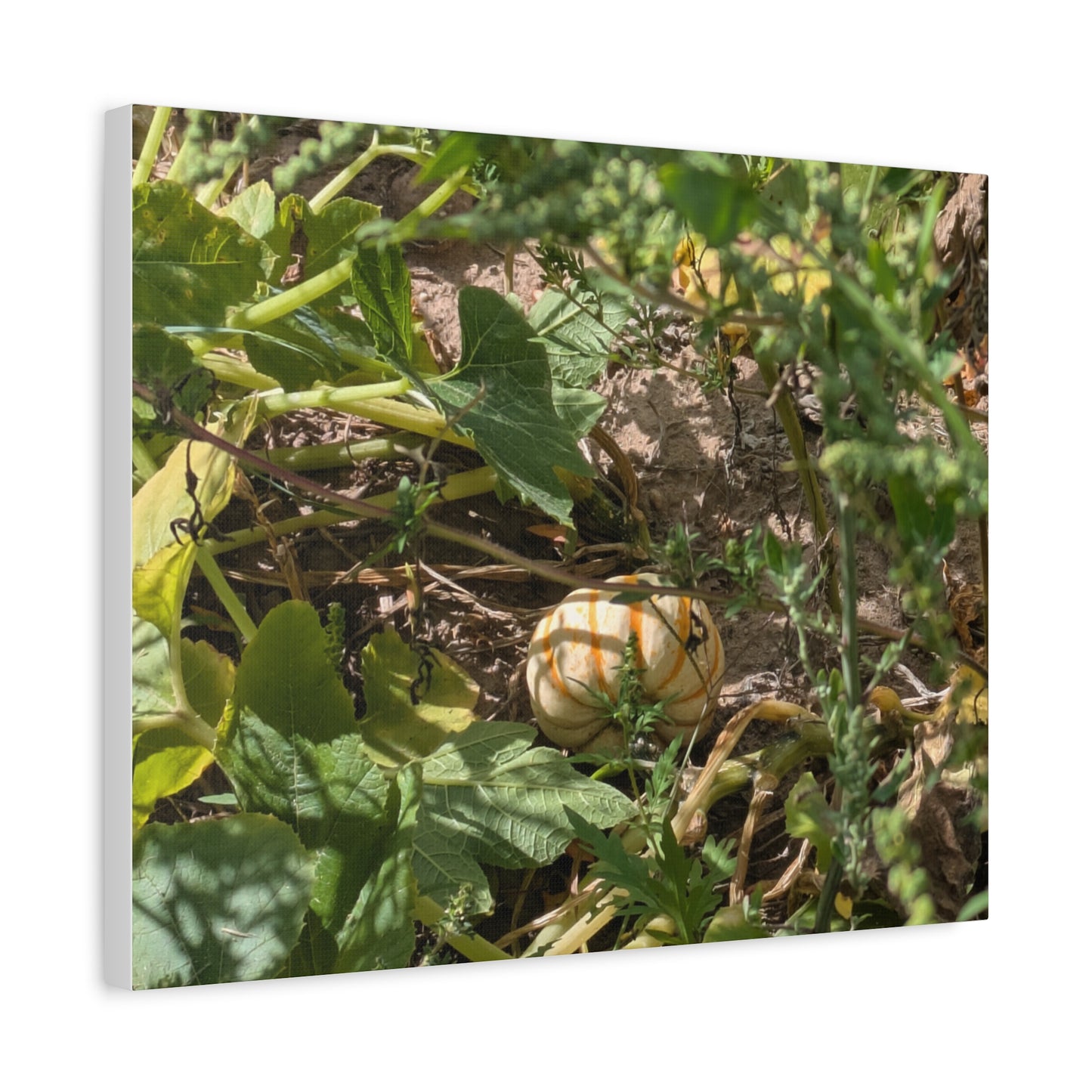 Harvest Pumpkin Canvas Art Wall Decor