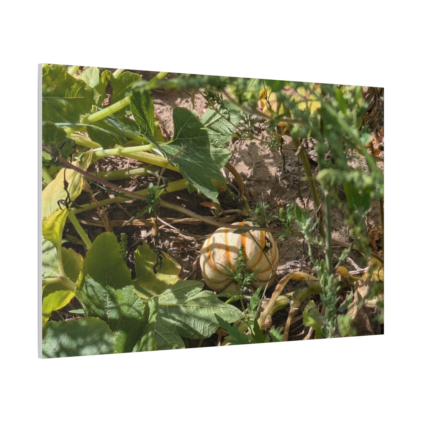 Harvest Pumpkin Canvas Art Wall Decor
