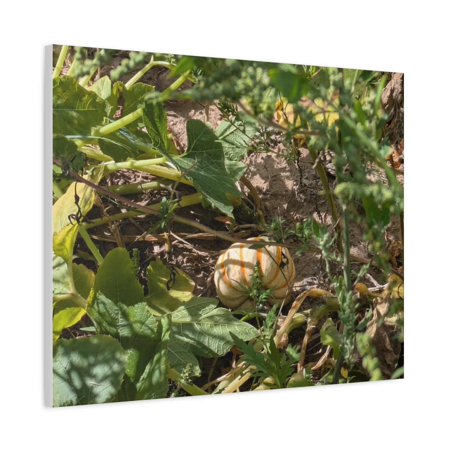 Harvest Pumpkin Canvas Art Wall Decor