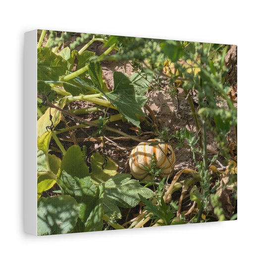 Harvest Pumpkin Canvas Art Wall Decor