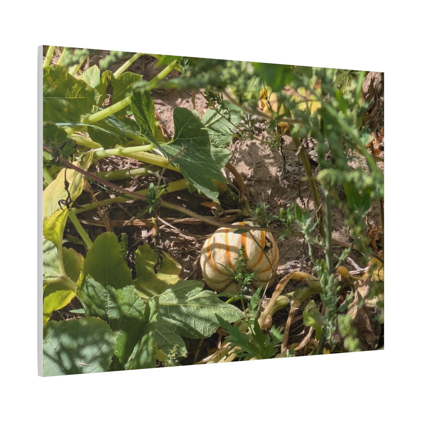 Harvest Pumpkin Canvas Art Wall Decor